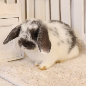 animal_image