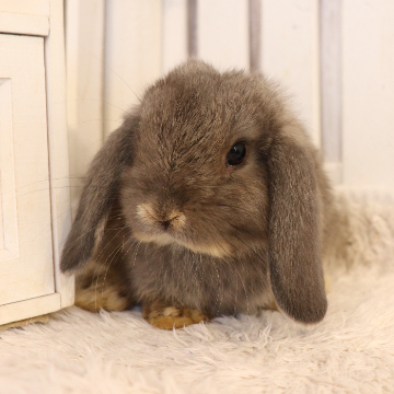 animal_image