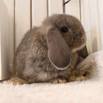 animal_image