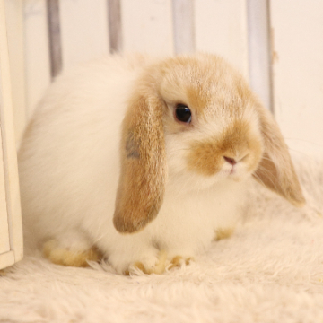 animal_image
