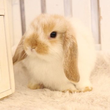 animal_image
