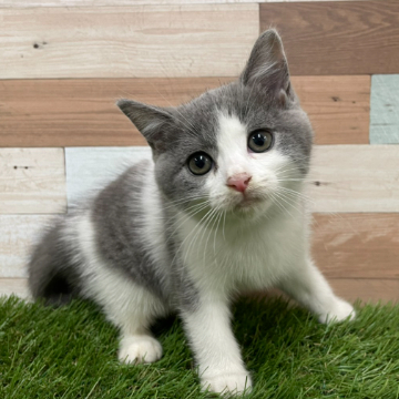 animal_image
