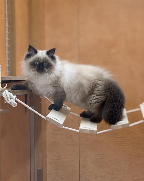animal_image