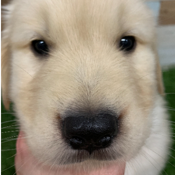 animal_image