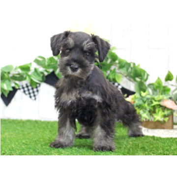 animal_image