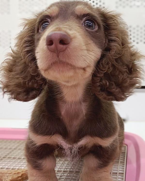 animal_image