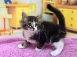 animal_image