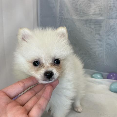 animal_image