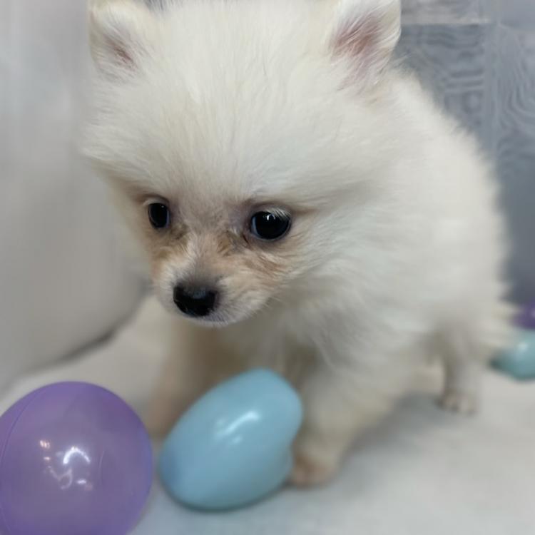animal_image