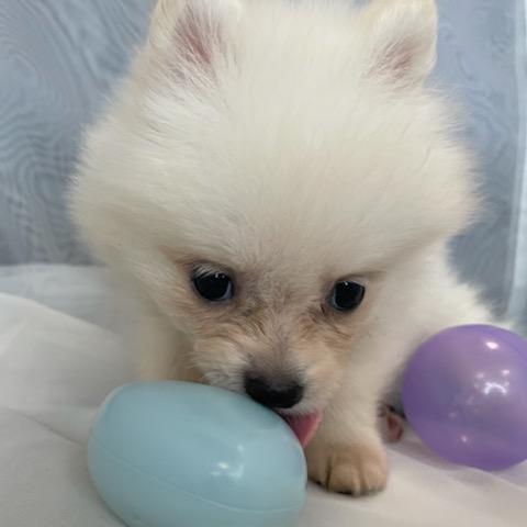 animal_image