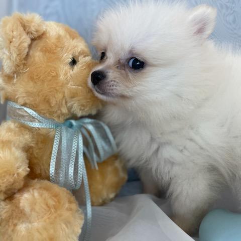 animal_image