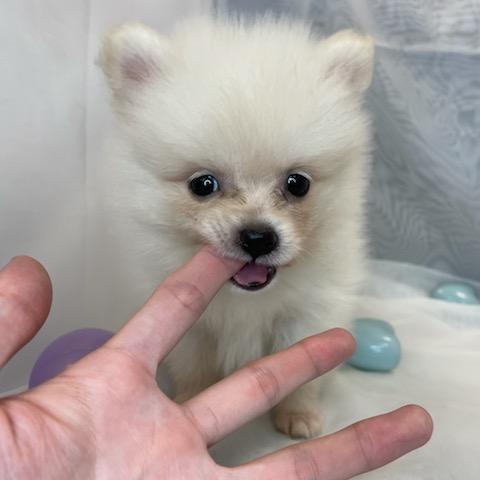 animal_image