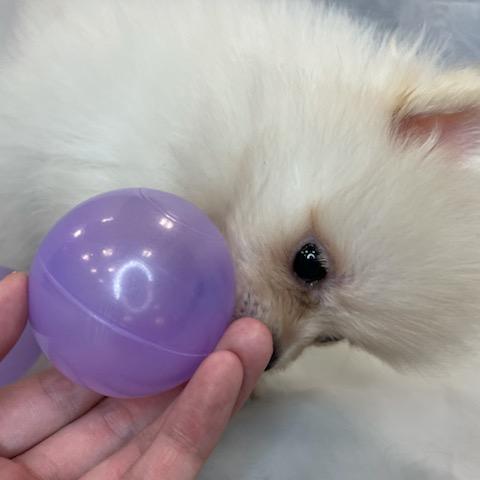 animal_image