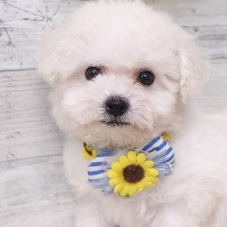 animal_image