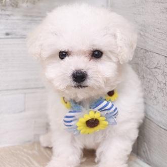 animal_image