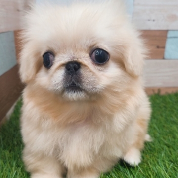 animal_image