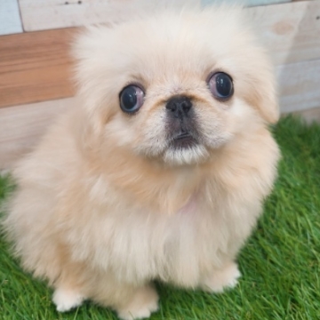 animal_image