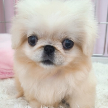 animal_image
