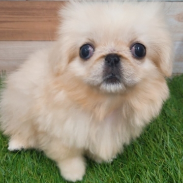 animal_image