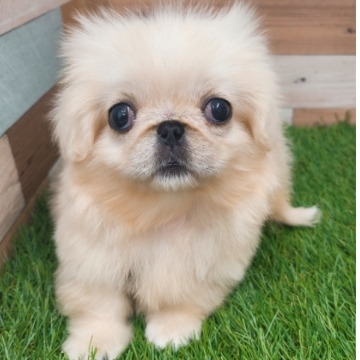 animal_image