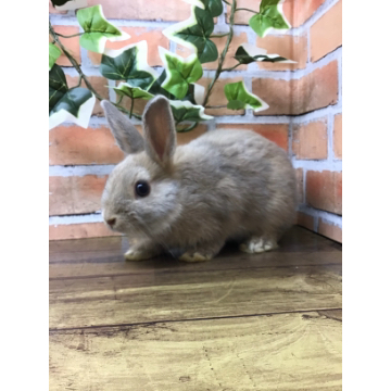 animal_image