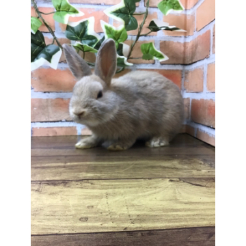 animal_image