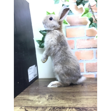 animal_image