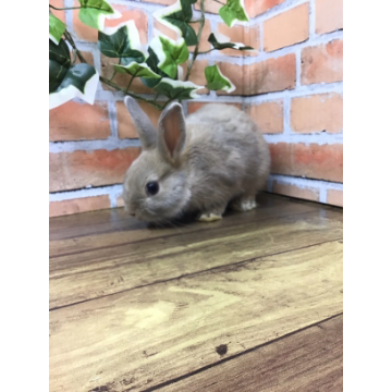 animal_image