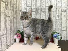 animal_image