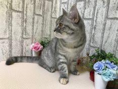 animal_image