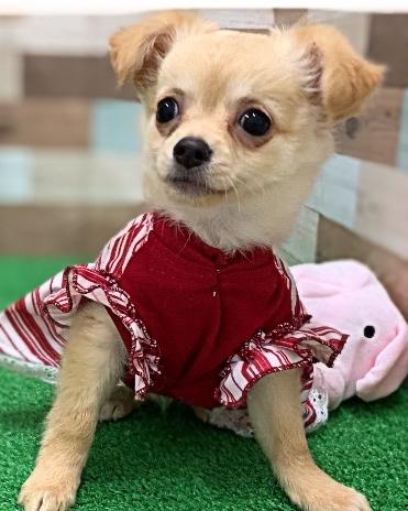 animal_image