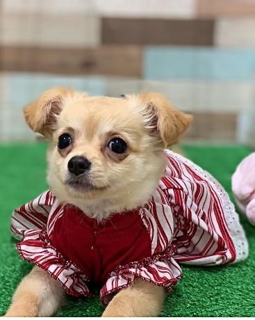 animal_image