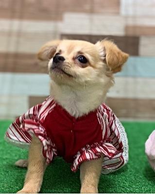 animal_image