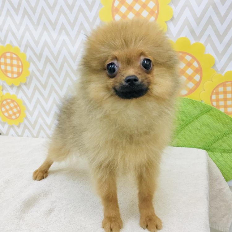 animal_image
