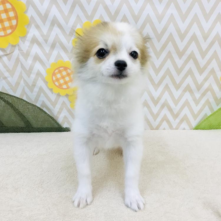 animal_image