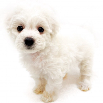 animal_image