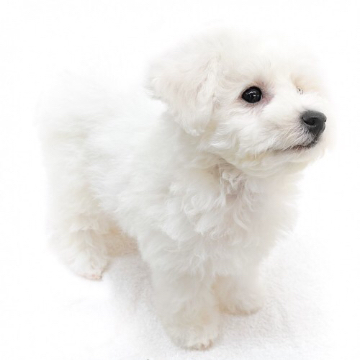animal_image