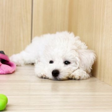 animal_image