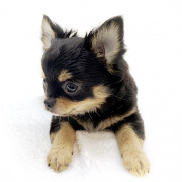 animal_image