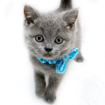 animal_image