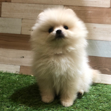 animal_image