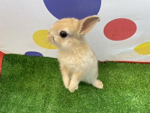 animal_image