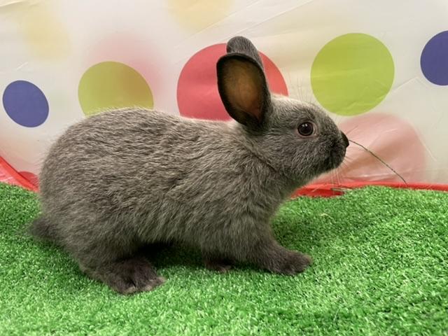 animal_image