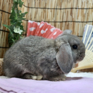 animal_image