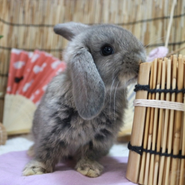 animal_image