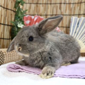 animal_image