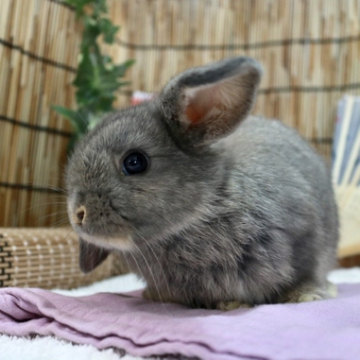 animal_image