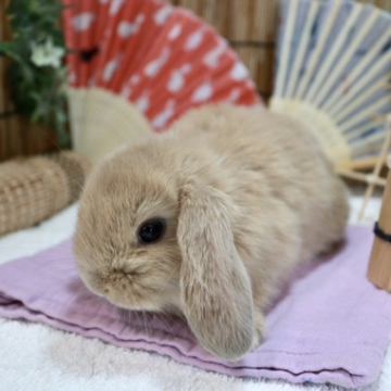 animal_image