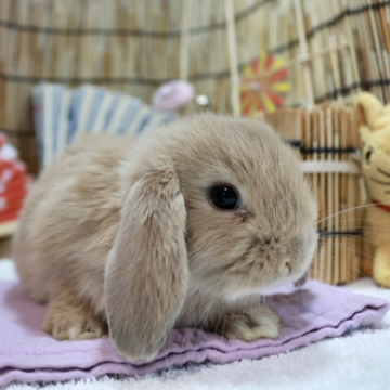 animal_image