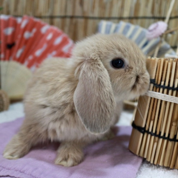animal_image